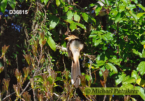 Guira Cuckoo (Guira guira)